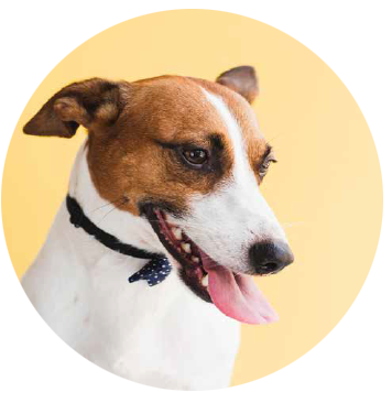 Mascota – servicios veterinarios Amparo Total